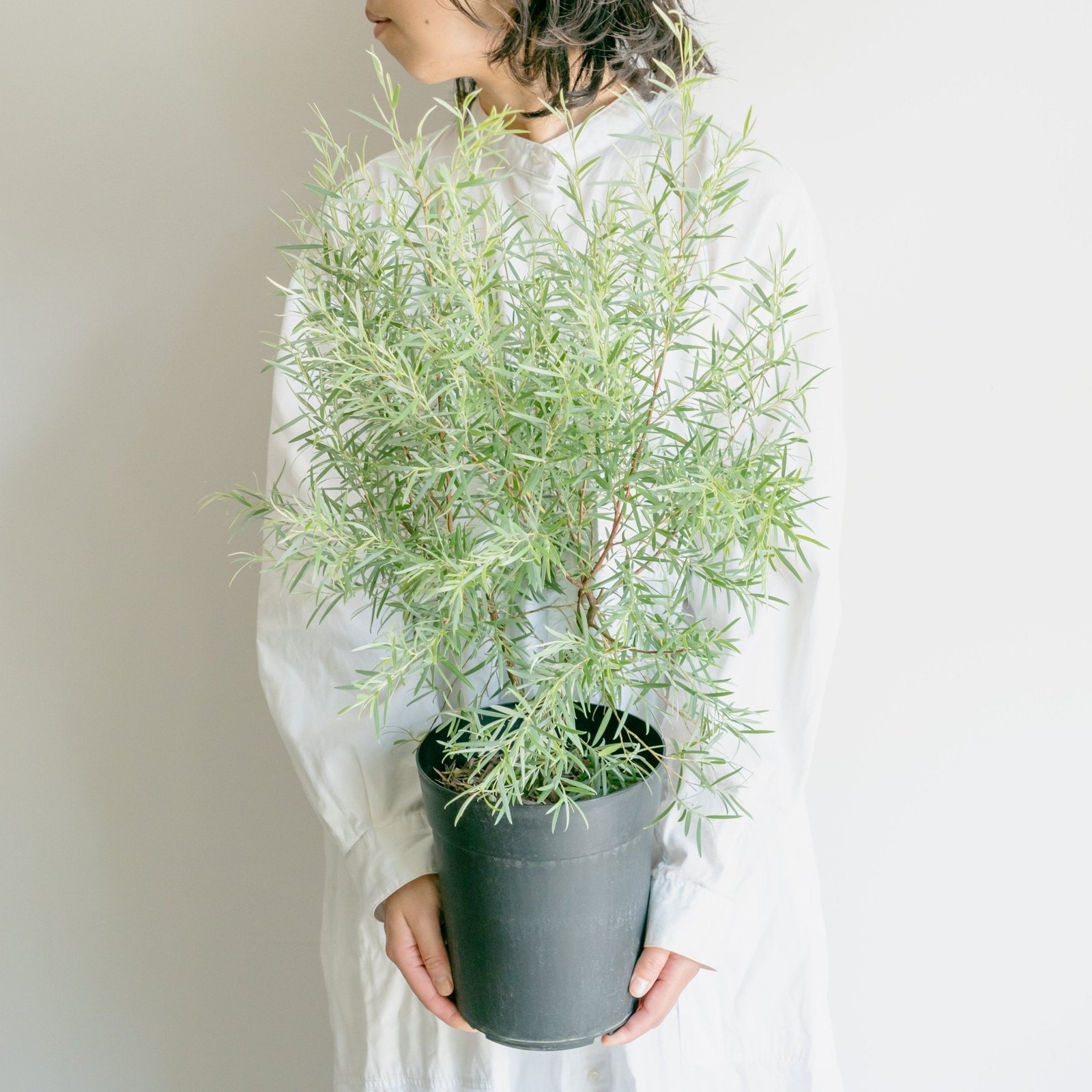 シルバーティーツリーならFlower&Plants tette │「手から手へ、想いを