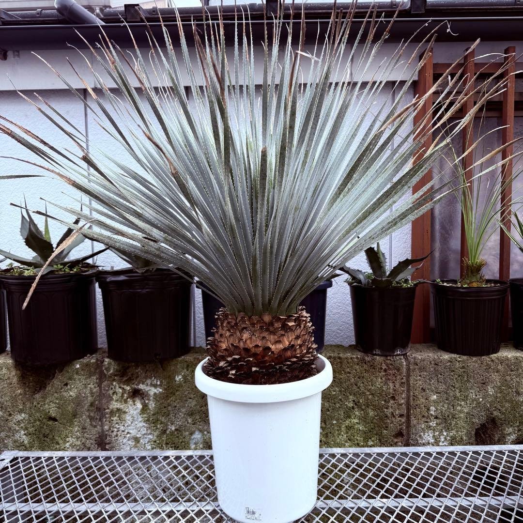 グラウコフィラム　ダシリリオン　観葉植物　ドライガーデン　１０号 ダシリリオン・ロンギシマム ドライガーデン 10号鉢 送料無料 : 日本